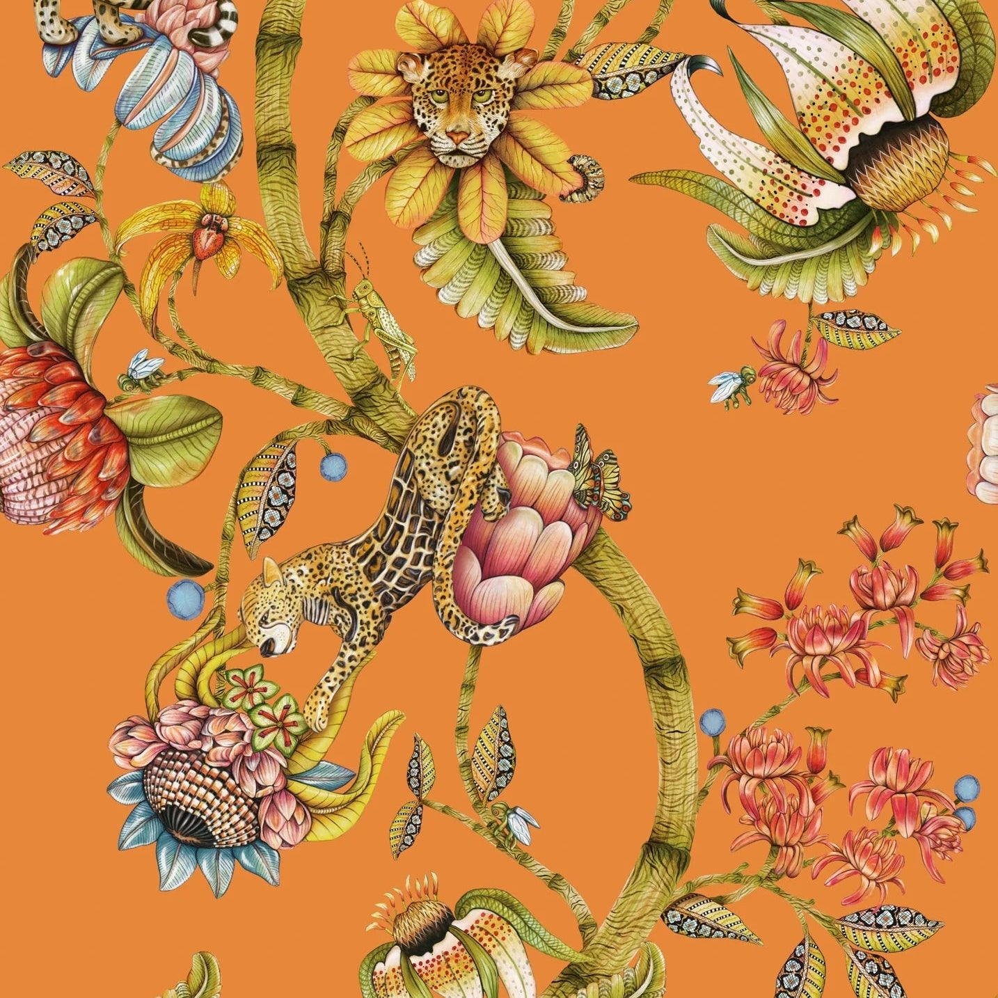 Carta da Parati “Protea Panthera arancio" | COLE & SON ARDMORE BAOBAB