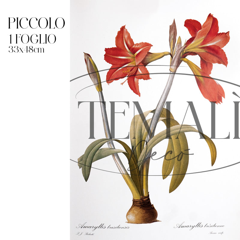 Dècoupage Botanical Vintage - Amarillo