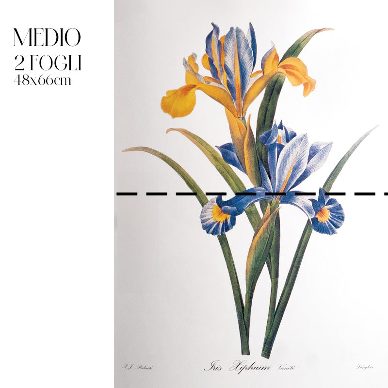 Dècoupage Botanical Vintage - Iris