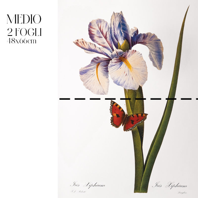 Dècoupage Botanical Vintage - Iris con Farfalla