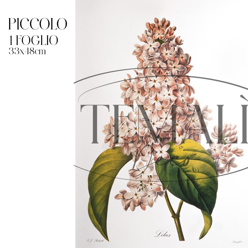 Dècoupage Botanical Vintage - Lillà