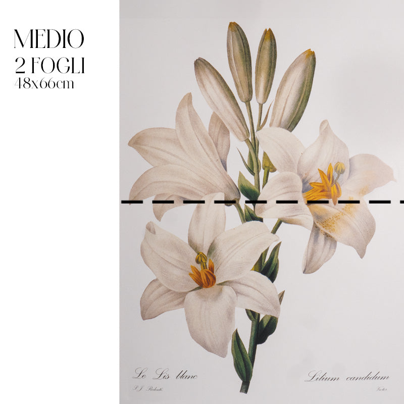 Découpage Botanical Vintage - Giglio Botanico