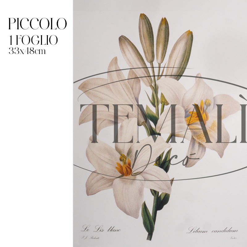 Découpage Botanical Vintage - Giglio Botanico