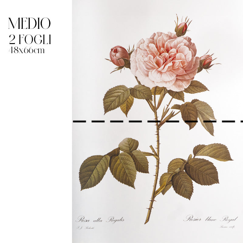 Dècoupage Botanical Vintage - Rosa Regale