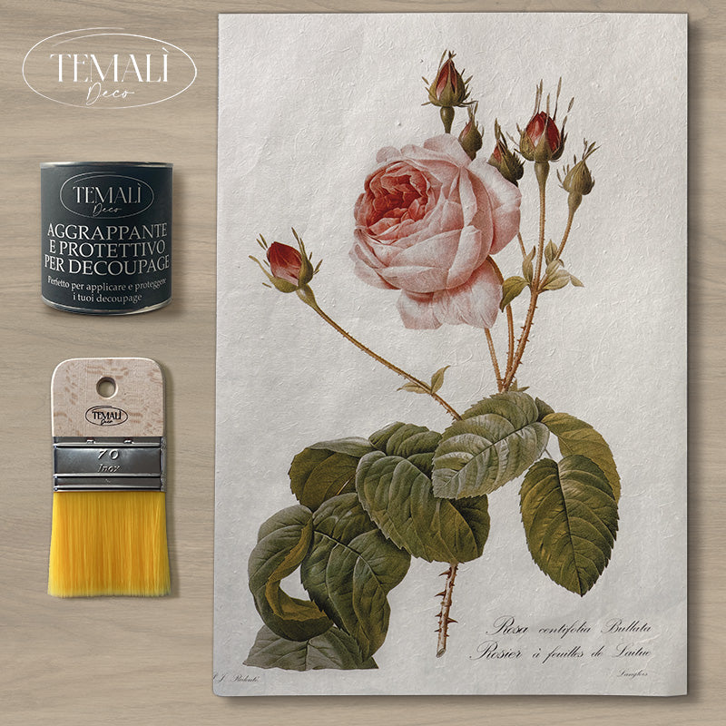 Dècoupage Botanical Vintage - Rosa Centifoglia Bullata