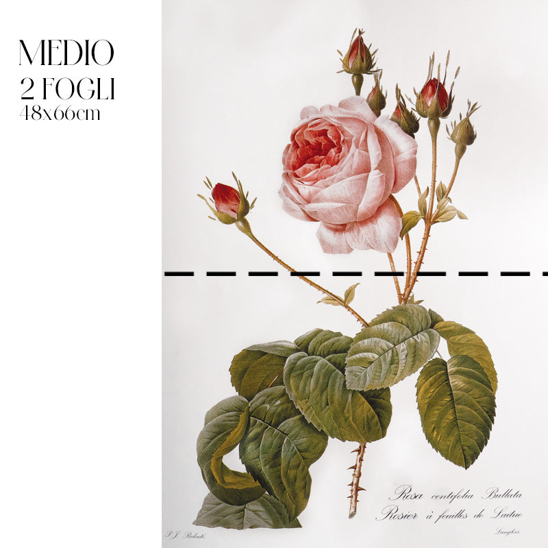 Dècoupage Botanical Vintage - Rosa Centifoglia Bullata