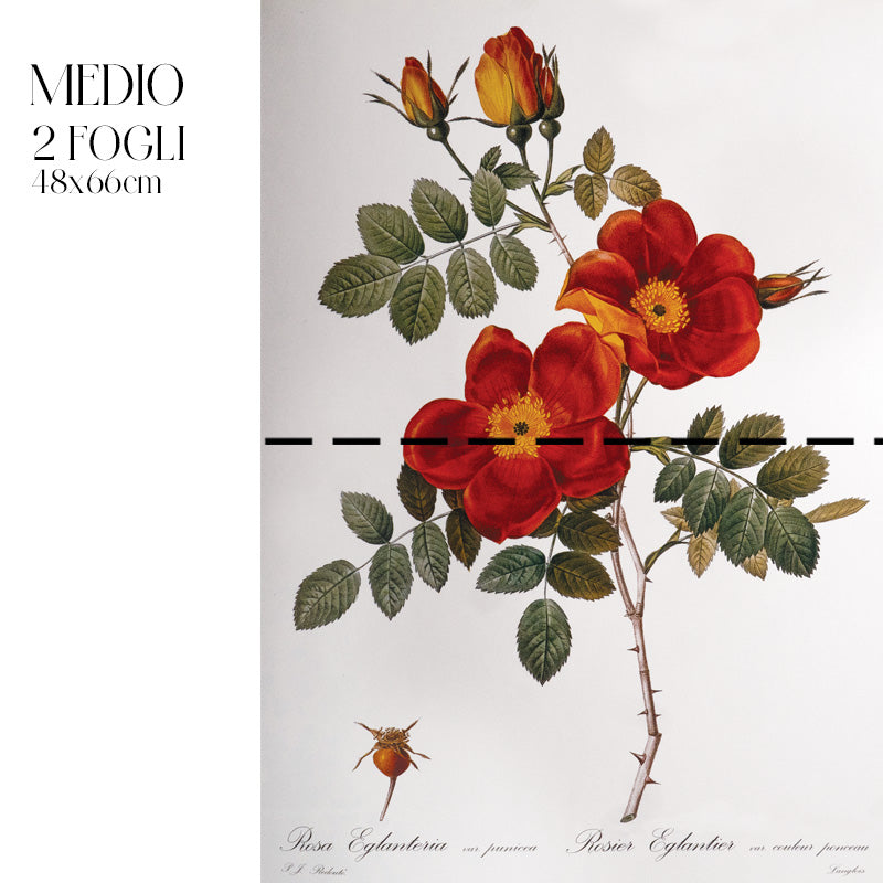 Dècoupage Botanical Vintage - Rosa Eglanteria