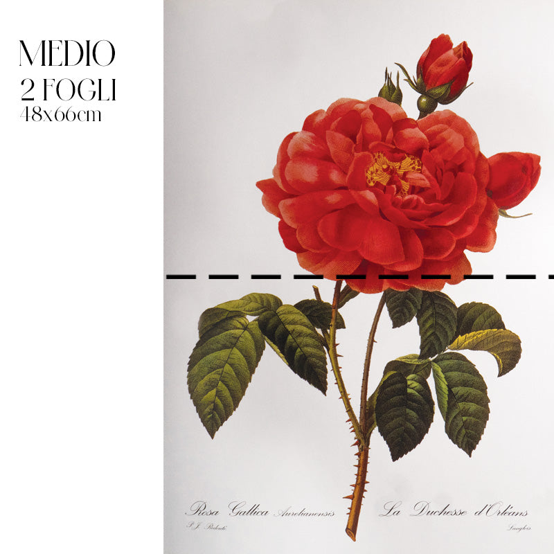 Dècoupage Botanical Vintage - Rosa Gallica