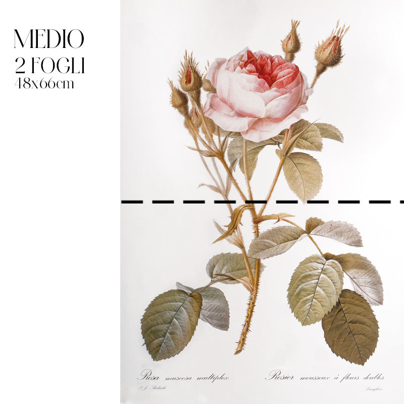 Dècoupage Botanical Vintage - Rosa Muscosa