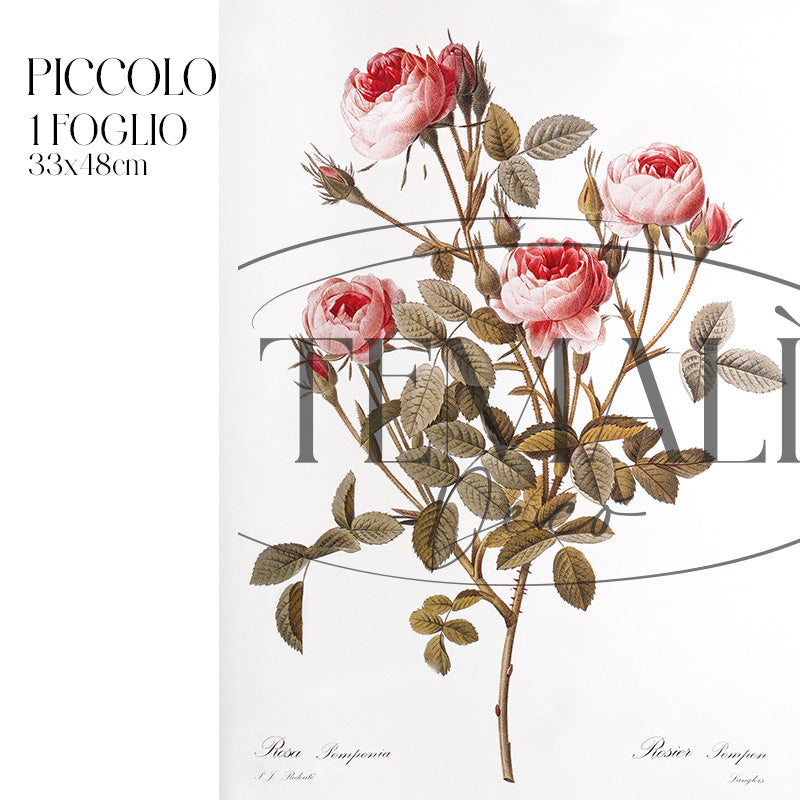 Dècoupage Botanical Vintage - Rosa Pompon