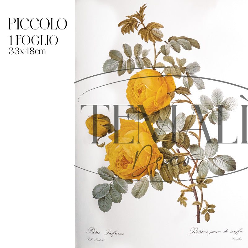 Dècoupage Botanical Vintage - Rosa Sulfurea