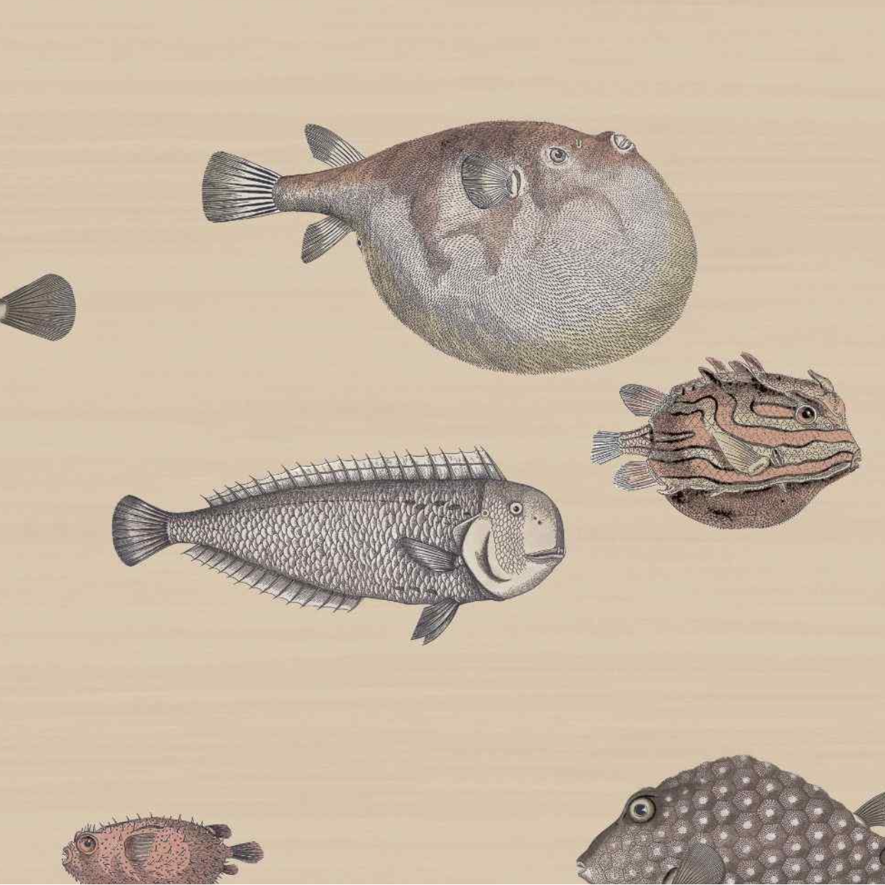 Carta da Parati "Acquario beige" Fornasetti | COLE & SON