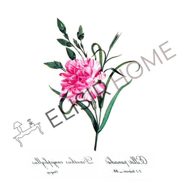 Stampa Trasferibile “BOTANICA, DIANIHUS” 28×40 cm