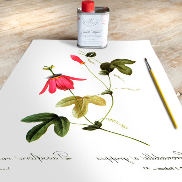 Stampa Trasferibile “BOTANICA, PASSIFLORA” 28×40 cm