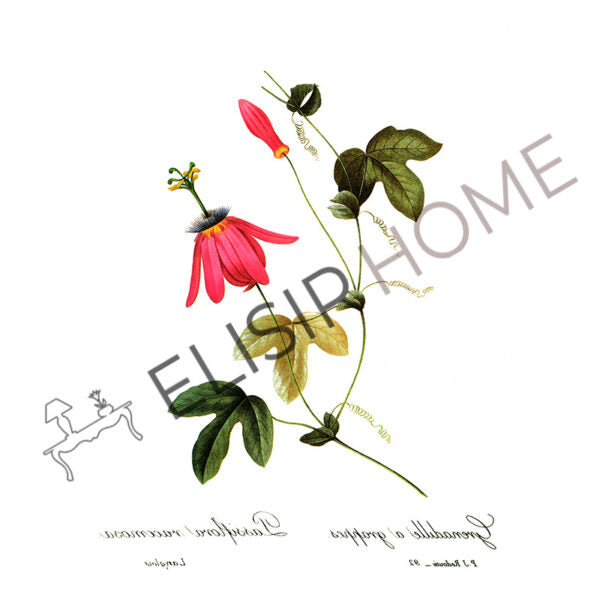Stampa Trasferibile “BOTANICA, PASSIFLORA” 28×40 cm