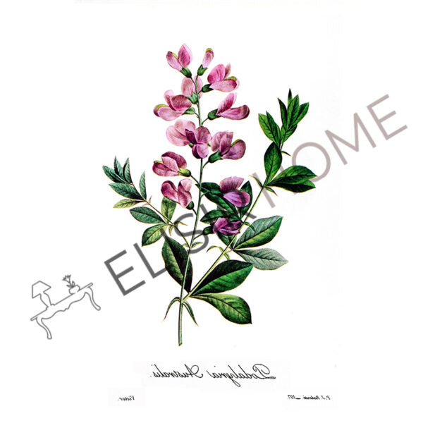 Stampa Trasferibile “BOTANICA, PODALYRIA” 28×40 cm