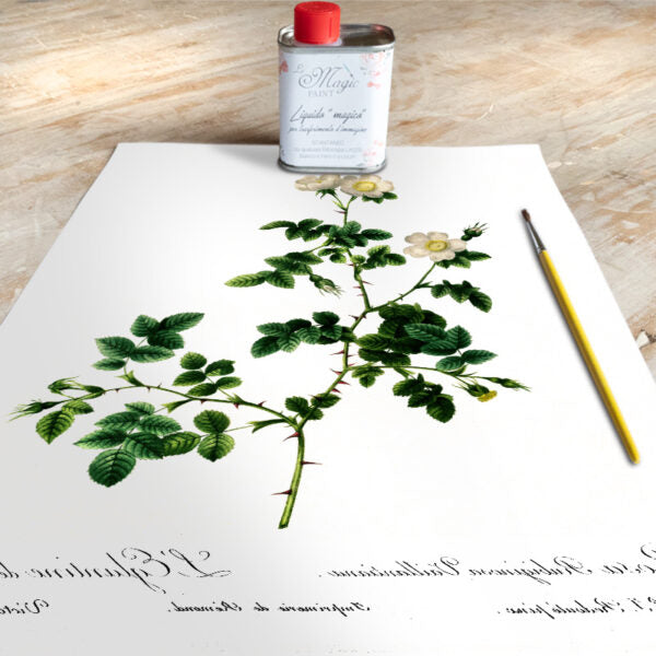 Stampa Trasferibile “BOTANICA, ROSA ELEGANTINA” 28×40 cm