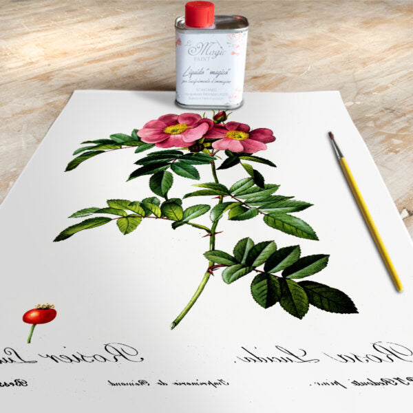 Stampa Trasferibile “BOTANICA, ROSA LUCIDA” 28×40 cm