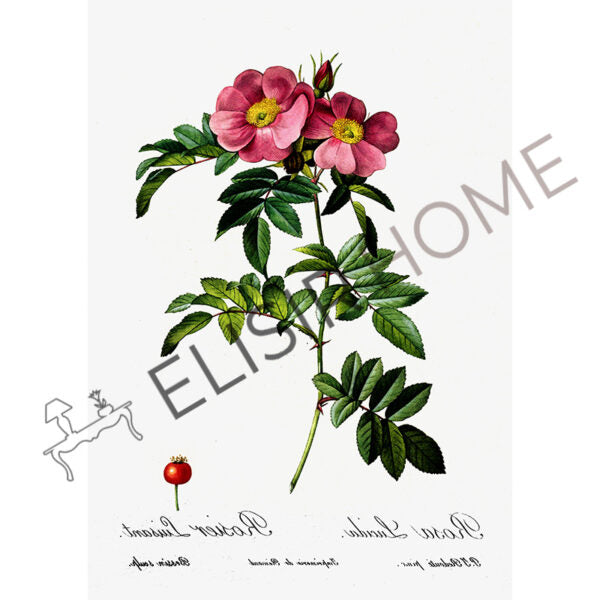 Stampa Trasferibile “BOTANICA, ROSA LUCIDA” 28×40 cm