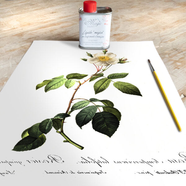 Stampa Trasferibile “BOTANICA, ROSA PERENNE” 28×40 cm