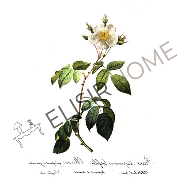 Stampa Trasferibile “BOTANICA, ROSA PERENNE” 28×40 cm