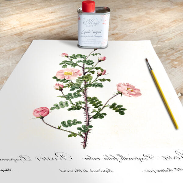 Stampa Trasferibile “BOTANICA, ROSA PIMPINELLI” 28×40 cm