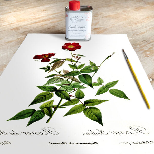 Stampa Trasferibile “BOTANICA, ROSA SELVATICA” 28×40 cm