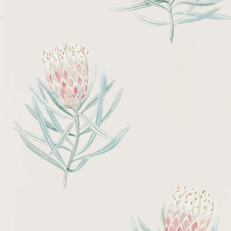 Carta da parati "Protea Flower Rosa" - Curios - SANDERSON