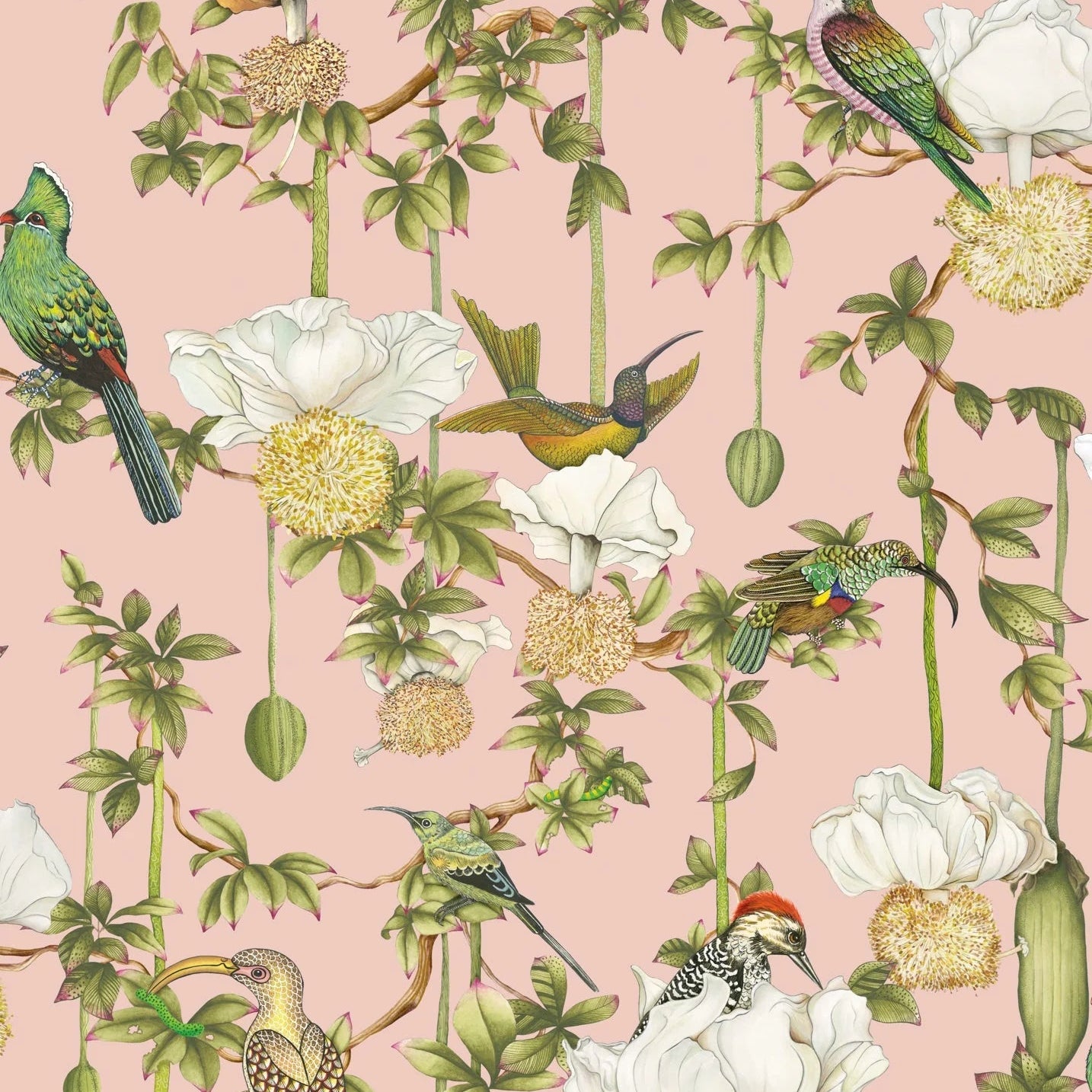 Carta da Parati “Baobab Botanica rosa" | COLE & SON ARDMORE BAOBAB