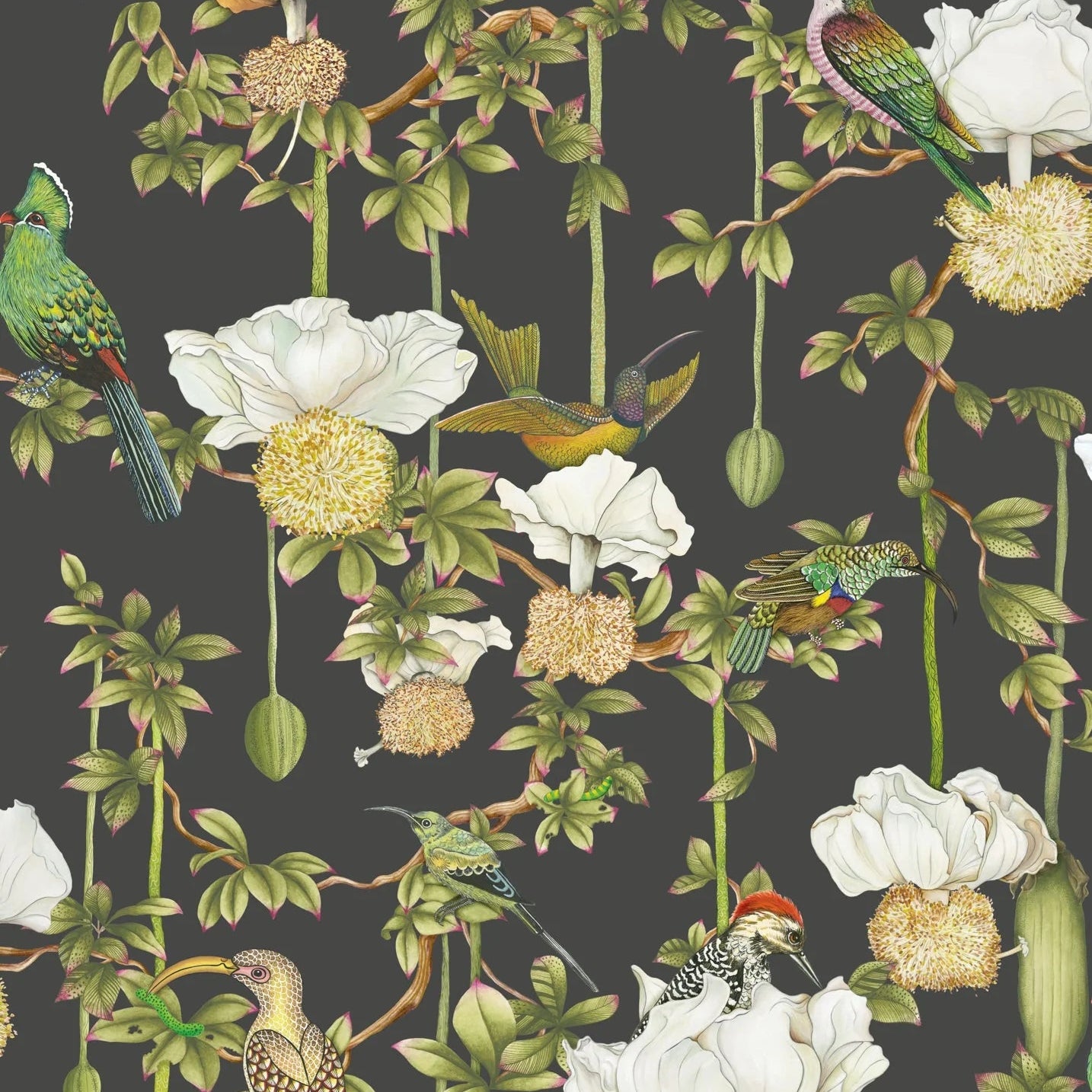 Carta da Parati “Baobab Botanica grigio scuro" | COLE & SON ARDMORE BAOBAB