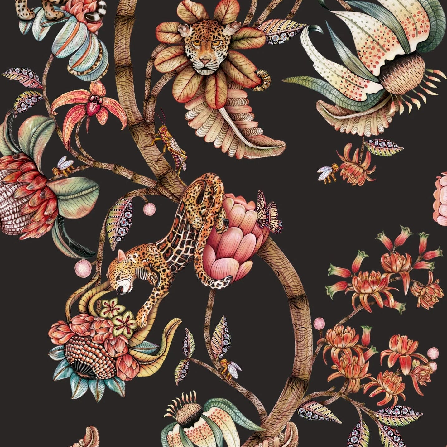 Carta da Parati “Protea Panthera nero" | COLE & SON ARDMORE BAOBAB
