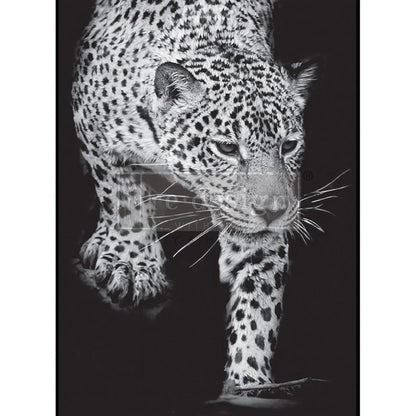 Carta da Découpage "Feline Gaze " in Carta di Riso 59x84 cm