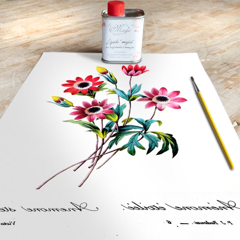 Stampa Trasferibile “BOTANICA, ANEMONE STELLATO” 28×40 cm
