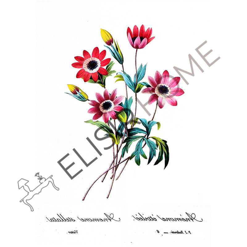 Stampa Trasferibile “BOTANICA, ANEMONE STELLATO” 28×40 cm
