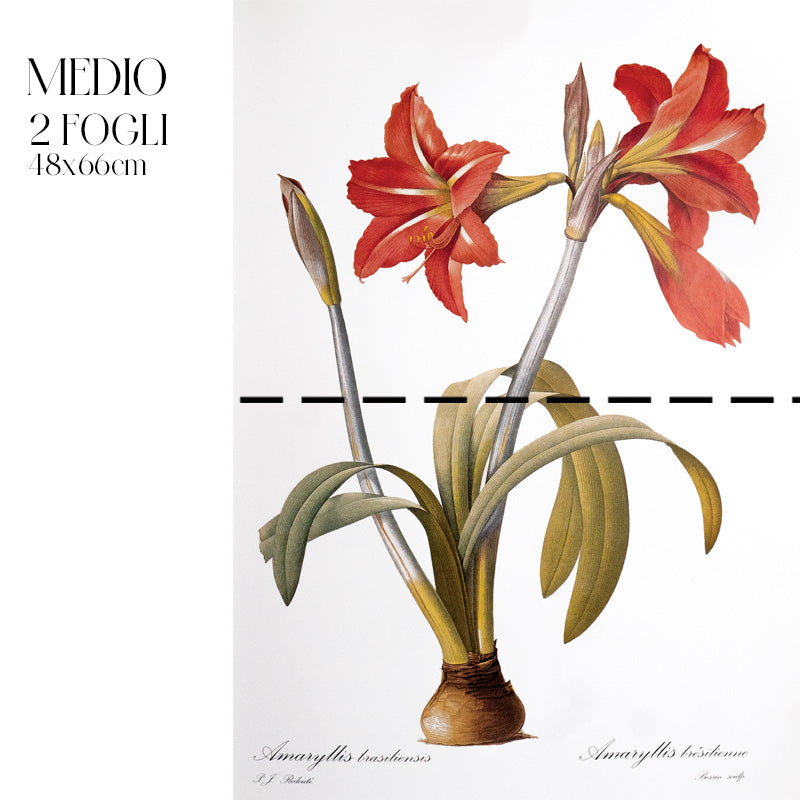 Dècoupage Botanical Vintage - Amarillo