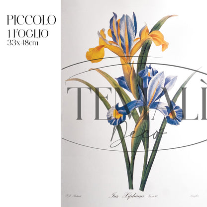 Dècoupage Botanical Vintage - Iris