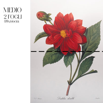 Dècoupage Botanical Vintage - Dalia