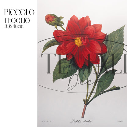 Dècoupage Botanical Vintage - Dalia