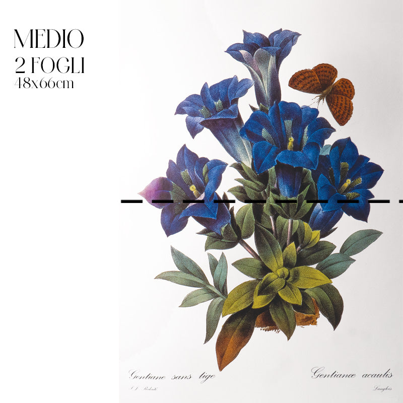 Découpage Botanical Vintage - Genziana