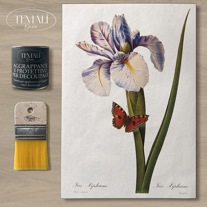 Dècoupage Botanical Vintage - Iris con Farfalla