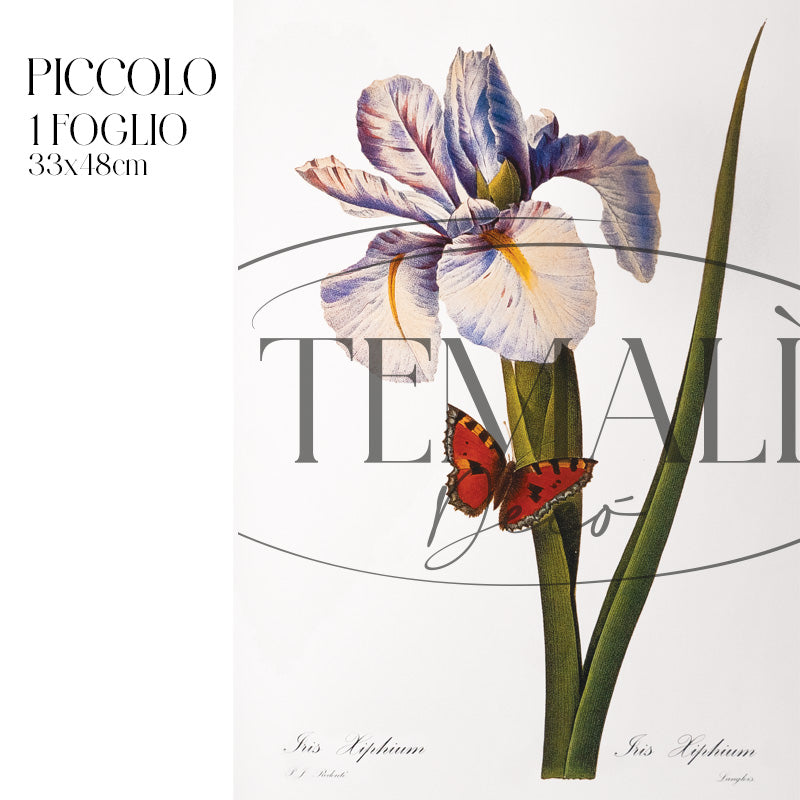 Dècoupage Botanical Vintage - Iris con Farfalla