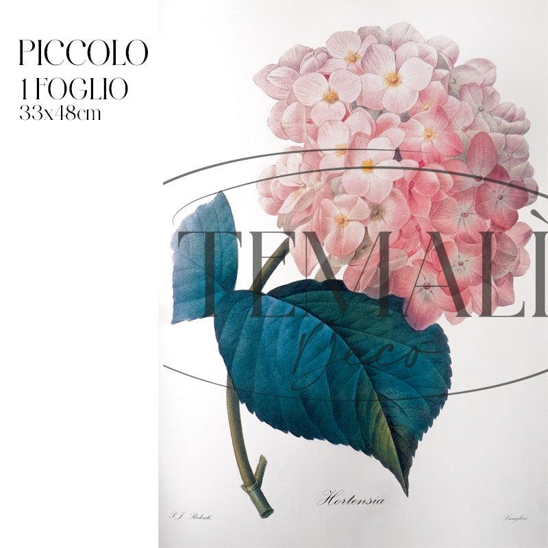 Dècoupage Botanical Vintage - Ortensia