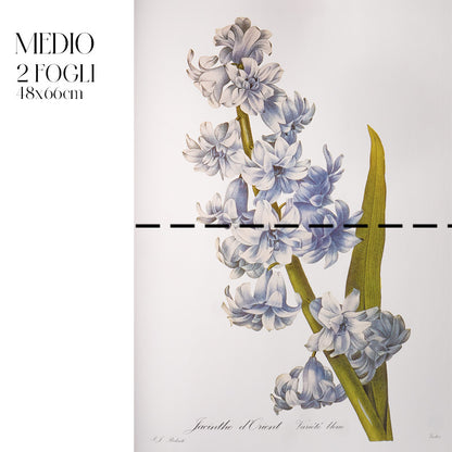 Découpage Botanical Vintage - Giacinto d'Oriente