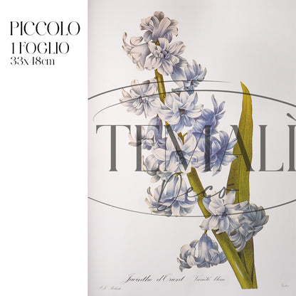 Découpage Botanical Vintage - Giacinto d'Oriente