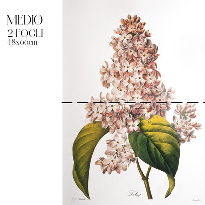 Dècoupage Botanical Vintage - Lillà