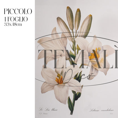 Découpage Botanical Vintage - Giglio Botanico