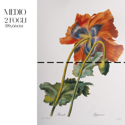 Dècoupage Botanical Vintage - Papavero Botanico
