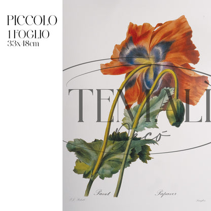 Dècoupage Botanical Vintage - Papavero Botanico