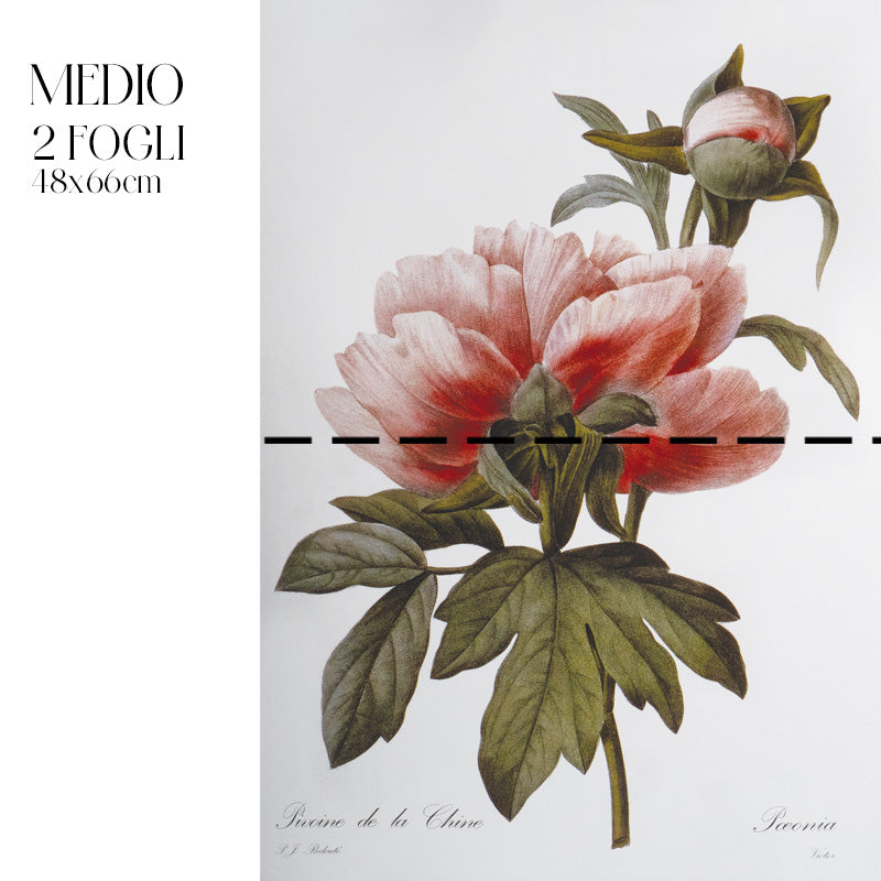 Dècoupage Botanical Vintage - Peonia Cinese