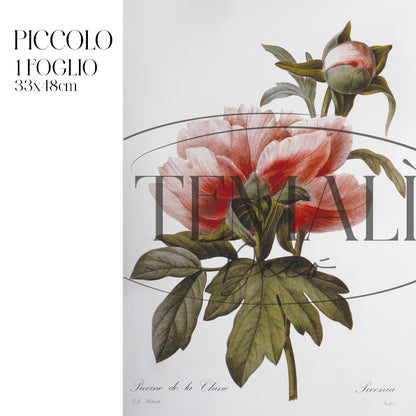 Dècoupage Botanical Vintage - Peonia Cinese